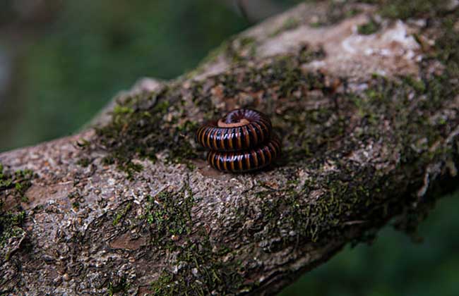 电动护理床电动摇杆的重要性“IM电竞平台”(图2) IM电竞平台