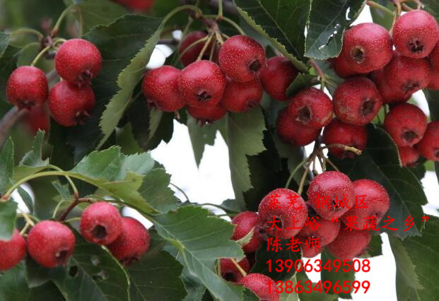 手术无影灯合理的安装方法“IM电竞”