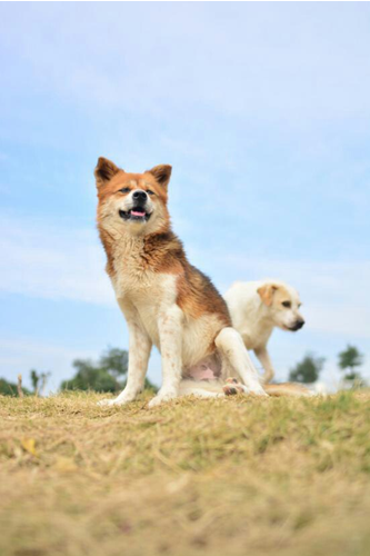 黑龙江齐齐哈尔一耳鼻喉科医生被钝器击打身亡_IM电竞