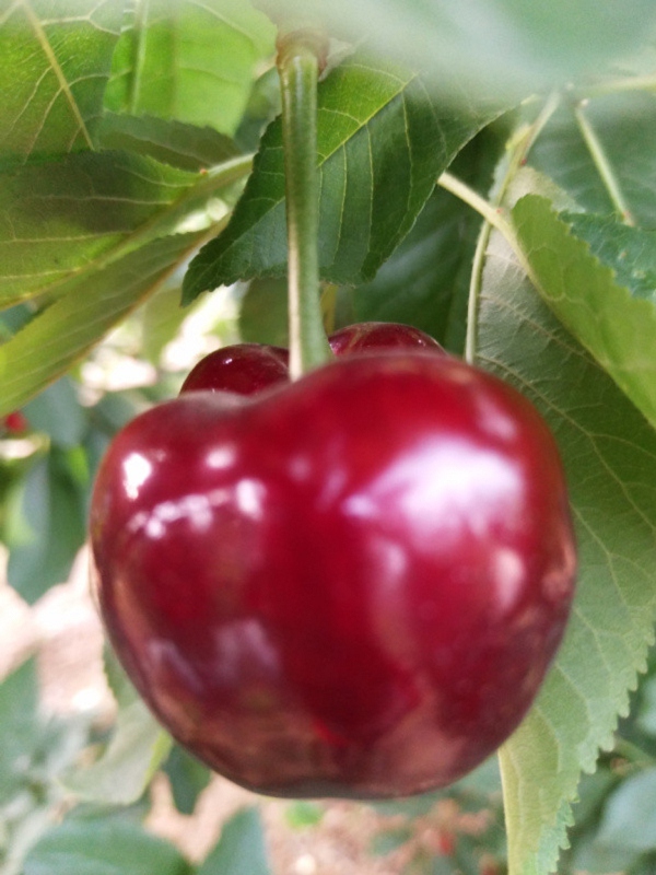 IM电竞官网|生姜洗脚有什么好处呢预防感冒缓解风湿