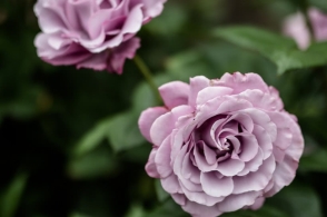 脸上起小疙瘩是怎么回事脸上起小疙瘩护理方法:IM电竞(图3) IM电竞官网