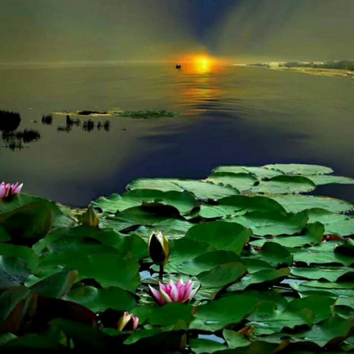 “IM电竞官网”西岗中心小学幼儿园“庆元旦·展风采”汇演精彩纷呈