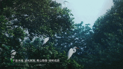 
肇庆有场图片展 展出170多种珍稀鸟类！这些你还纷歧定见过……“IM电竞平台”