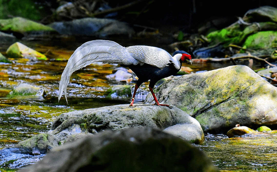 
肇庆有场图片展 展出170多种珍稀鸟类！这些你还纷歧定见过……“IM电竞平台”(图2)
