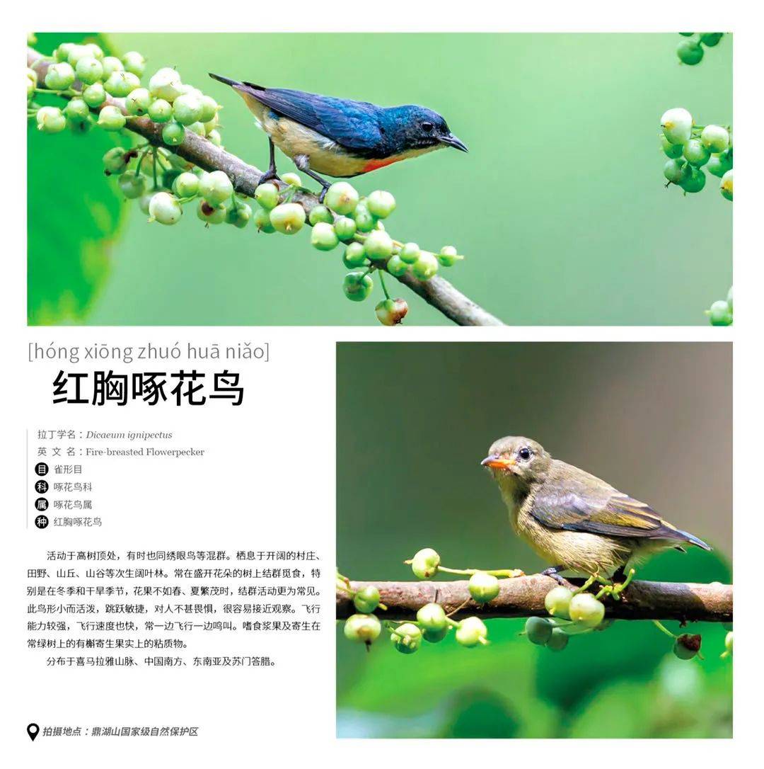 
肇庆有场图片展 展出170多种珍稀鸟类！这些你还纷歧定见过……“IM电竞平台”(图7)