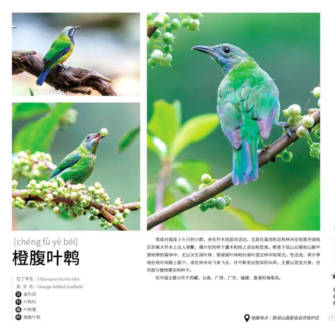 
肇庆有场图片展 展出170多种珍稀鸟类！这些你还纷歧定见过……“IM电竞平台”(图8)