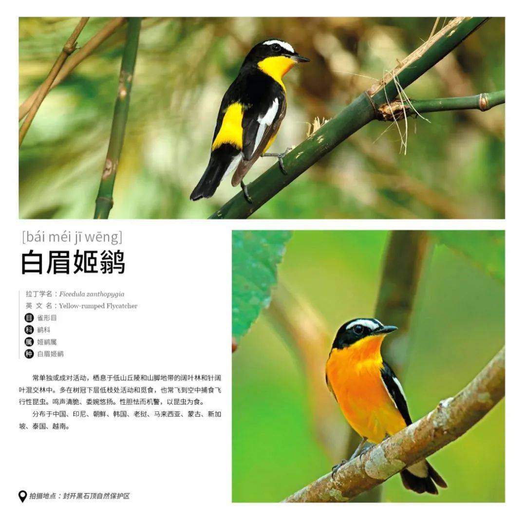 
肇庆有场图片展 展出170多种珍稀鸟类！这些你还纷歧定见过……“IM电竞平台”(图9)